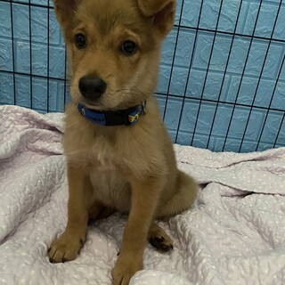 可愛いロールの優しいお家を探しています