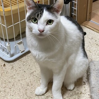 ピンクのお鼻がキュート❤️こぶしくん