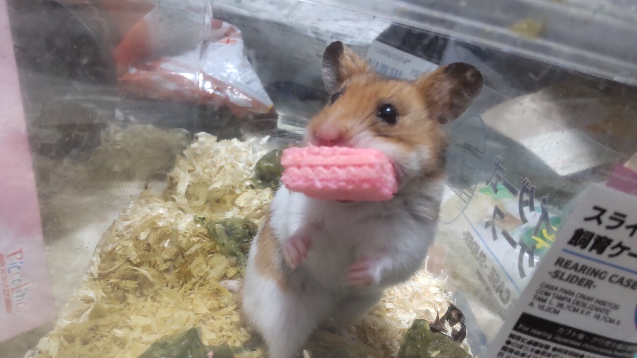 ゴールデンハムスター 福岡県 小動物の里親募集 382808 ペットのおうち 月間利用者150万人