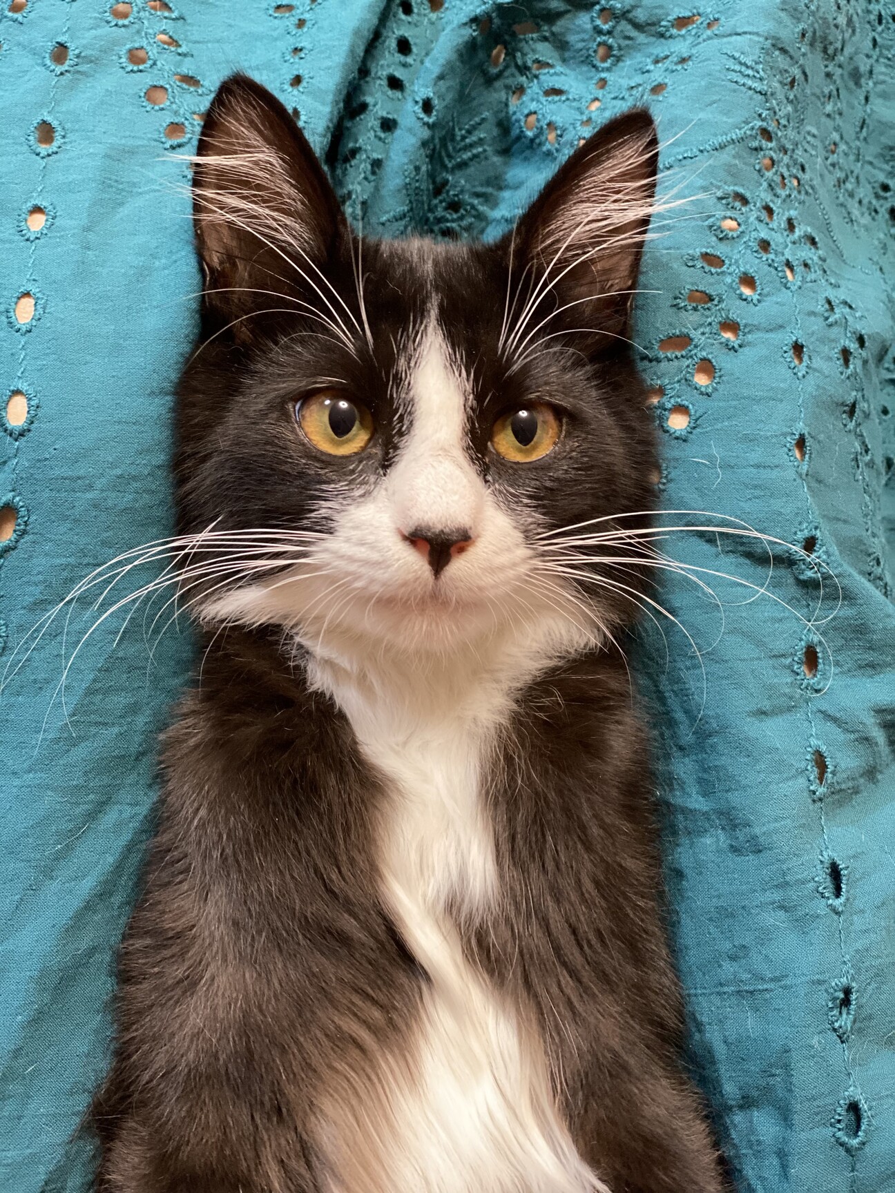 長毛白黒ハチワレのときくん 茨城県 猫の里親募集 ペットのおうち 月間利用者150万人