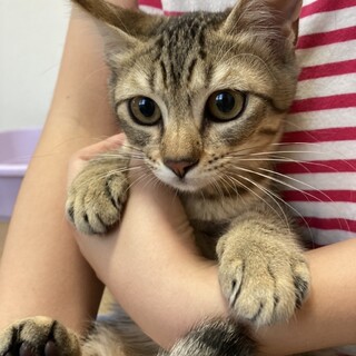 元気いっぱい！姉妹猫2匹一緒に