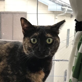 サビファン必見☆栗ちゃん