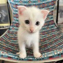 垂れ耳がかわいいノアくん　トイレのしつけOK