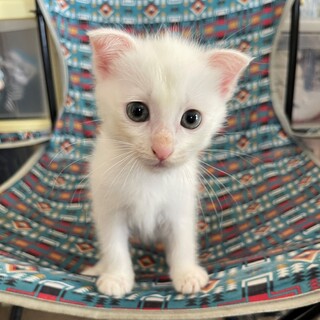 垂れ耳がかわいいノアくん　トイレのしつけOK