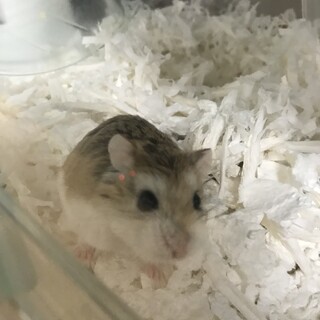ロボロフスキーハムスター里親募集