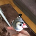 桜文鳥♂の里親さん募集です。