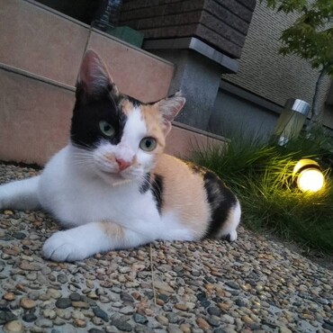ママ。