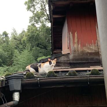 最近さくらカットがはっきりしてきた。