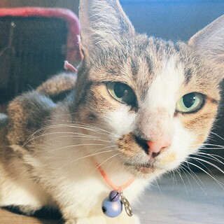 魅惑のエメラルドグリーンの目、キジ白の美人猫リラ