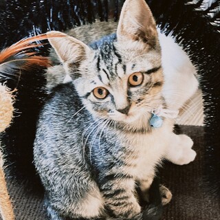 おっとりしたキジトラ子猫　ブリちゃん