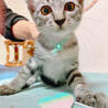 おっとりしたキジトラ子猫　ブリちゃん サムネイル2