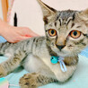 おっとりしたキジトラ子猫　ブリちゃん サムネイル5