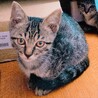 おっとりしたキジトラ子猫　ブリちゃん サムネイル6