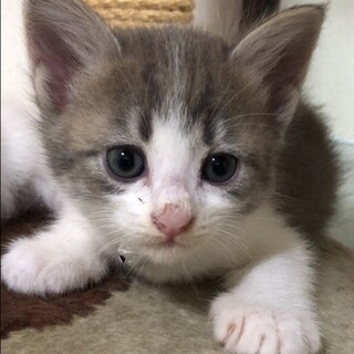 ３/６たっちゃんと他の1匹のペア里親募集