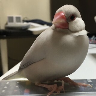 シルバー文鳥オス