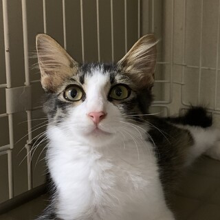 美猫のふわふわ子猫