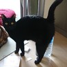 ツンデレ美ニャン♪黒猫ジェリクルちゃん