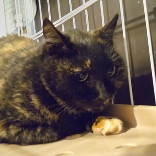 ブラッシング好き 穏や 大阪府 猫の里親募集 3848 ペットのおうち 月間利用者150万人