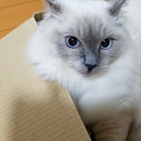 かのん