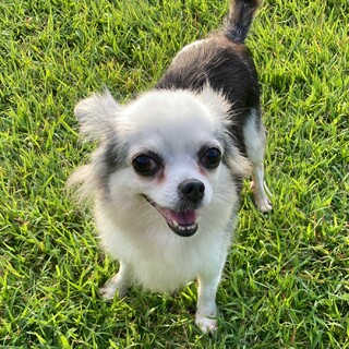 ｸﾐｰｺﾞの保護犬ブログが投稿した里親募集 ペットのおうち 月間利用者150万人