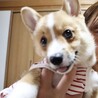 おジョーイさん