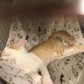茶白男の子