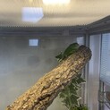 受付停止中　グリーンイグアナ里親様募集中