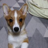の写真