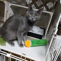 なんちゃってロシアンブルー？せんたろう君