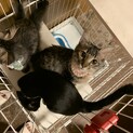 マイペースな子猫　おんなのこ♪