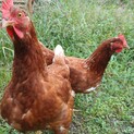 ボリスブラウンのメス３羽の里親さん募集です