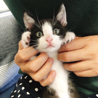 ヤンチャで人が大好きな甘えん坊のホビくん