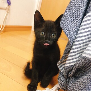 甘えん坊でヤンチャな黒猫グクくん