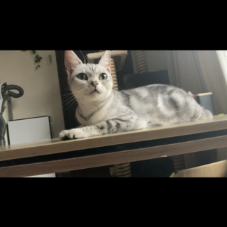 《里親サマ決定》アメショー･:*+.しーちゃん