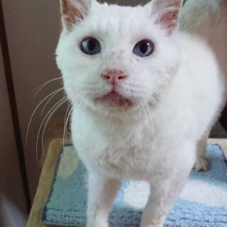 瞳がブルーのシロちゃん