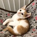 生後2ヶ月半、困り顔にきゅん♪茶トラ白の男の子。
