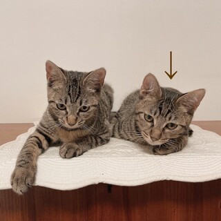 仲良しキジトラ兄妹　てんくん