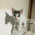お見合い予定☆はやめちゃん♀2ヶ月