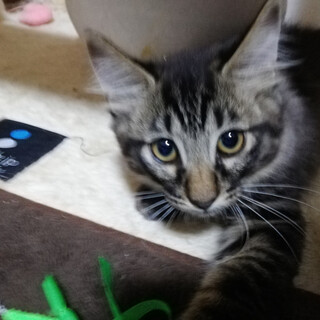 子猫兄弟①　おっとりふんわりマイペースチョコラくん