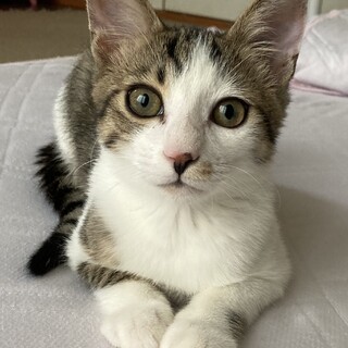 抱っこ大好き、甘えん坊のイケメン君