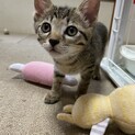 イケメンで遊ぶの大好きなあめくん