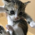 かわいい三毛ちゃん
