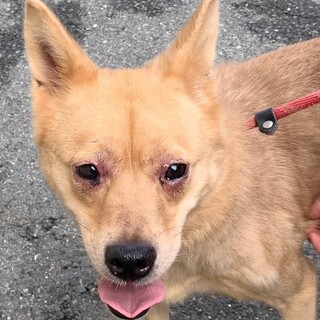 多頭飼育崩壊からのセンター収容【仮名　のの】