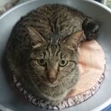 【雨音】おかげさまで里親様が決まりました。