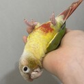 【里親さん決定！ありがとうございました。】