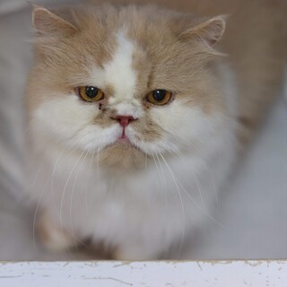 エキゾチックショートヘア レストレード君 里親募集