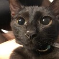 ★インスタに多数動画★じゃーにー★美人黒猫