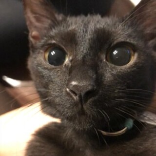 ★インスタに多数動画★じゃーにー★美人黒猫