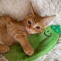 素敵な里親さんが見つかりました♡マカロン