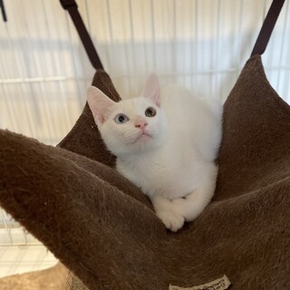 オッドアイ」を含む猫の里親募集情報 :: ペットのおうち【月間利用者 